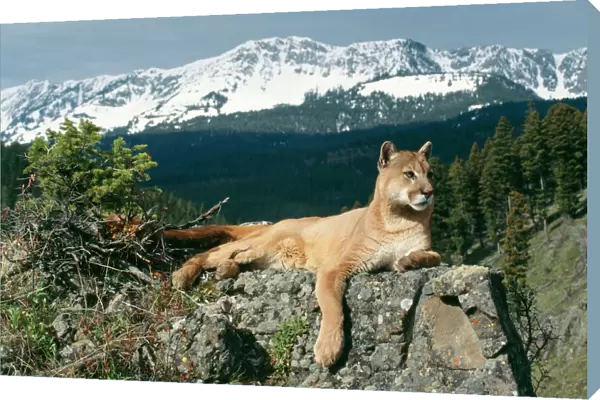 Cougar  /  Mountain Lion - Lying on rock Montana, USA
