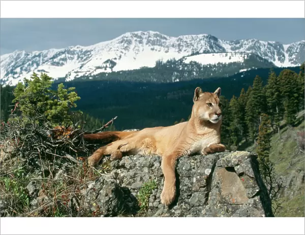 Cougar  /  Mountain Lion - Lying on rock Montana, USA