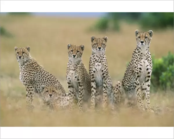 Cheetah Maasai Mara National Park, Kenya, Africa