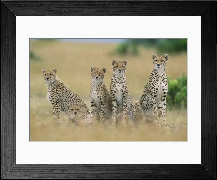 Framed Print : Cheetah Maasai Mara National Park, Kenya, Africa Framed Print : Cheetah Maasai Mara National Park, Kenya, Africa