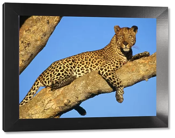Leopard. HAY-5. LEOPARD - LIES ON TREE BRANCH