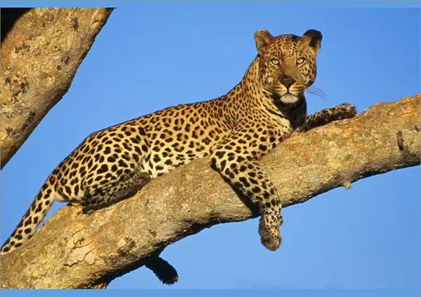 Leopard. HAY-5. LEOPARD - LIES ON TREE BRANCH