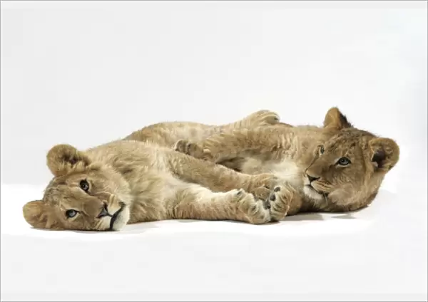 Two lion cubs (approx 16 weeks old) laying together