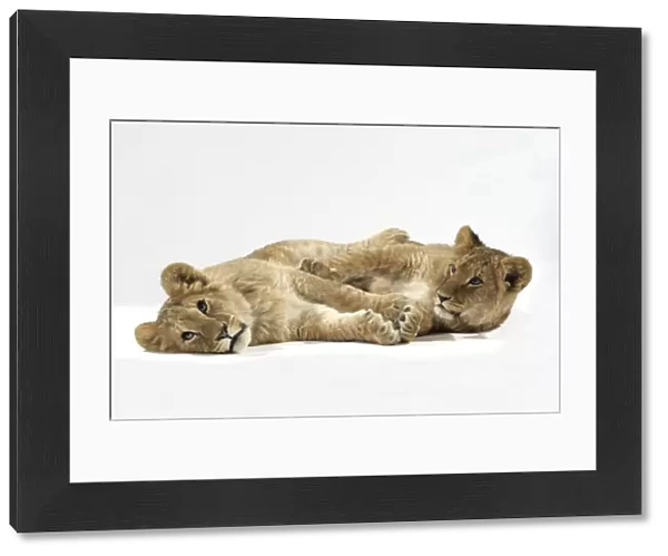 Two lion cubs (approx 16 weeks old) laying together