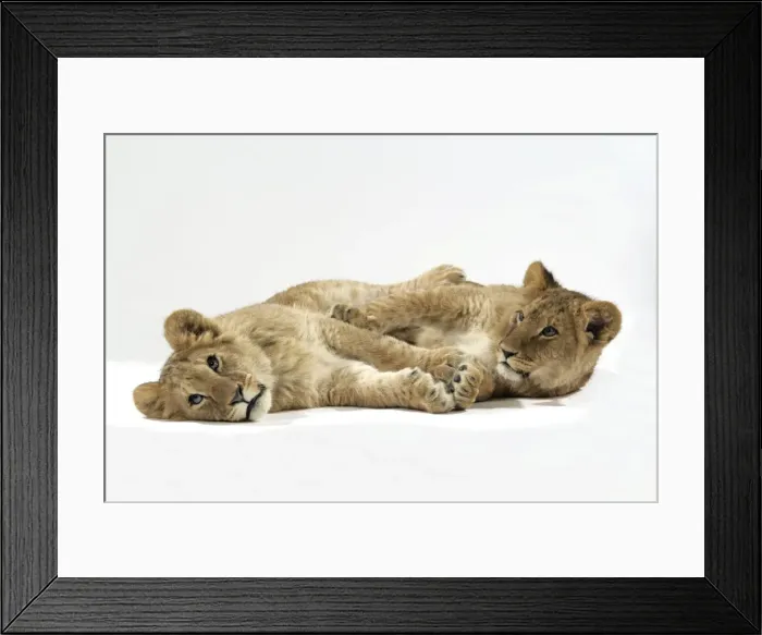 Framed Print : Two lion cubs (approx 16 weeks old) laying together Framed Print : Two lion cubs (approx 16 weeks old) laying together