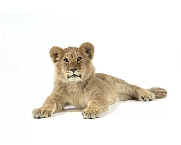 Lion cub (approx 16 weeks old) laying