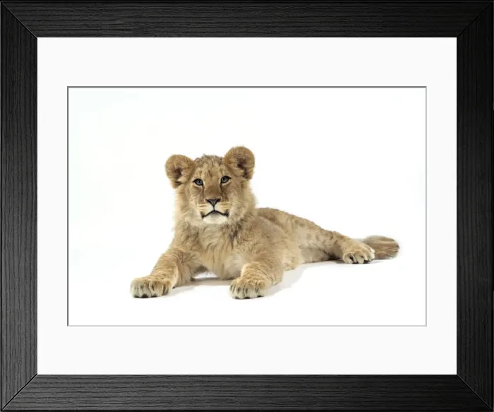 Framed Print : Lion cub (approx 16 weeks old) laying Framed Print : Lion cub (approx 16 weeks old) laying