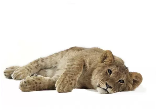 Lion cub (approx 16 weeks old) laying on side
