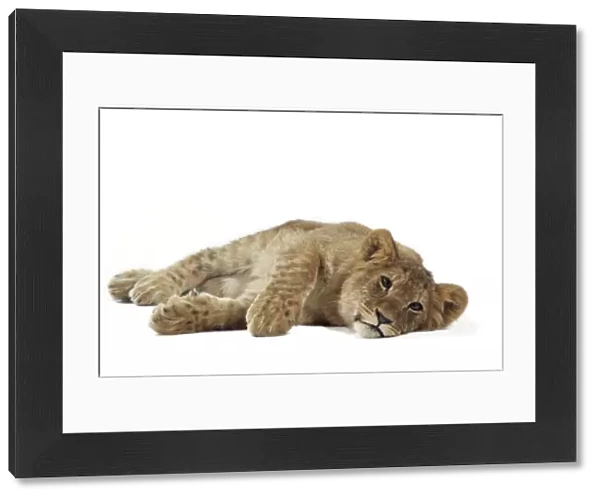 Lion cub (approx 16 weeks old) laying on side