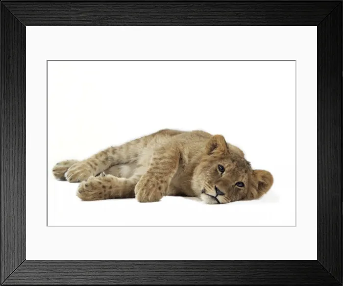 Framed Print : Lion cub (approx 16 weeks old) laying on side Framed Print : Lion cub (approx 16 weeks old) laying on side