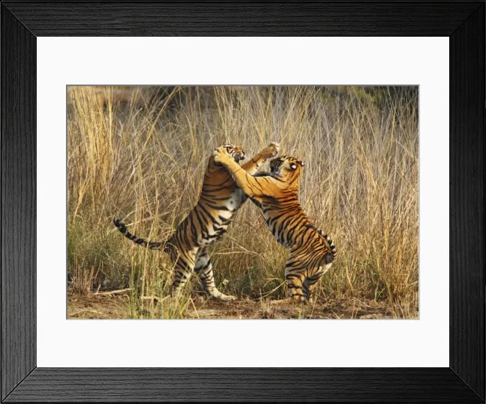 Framed Print : Bengal / Indian Tigers - two young play fighting Ranthambhor National Park, India Framed Print : Bengal / Indian Tigers - two young play fighting Ranthambhor National Park, India