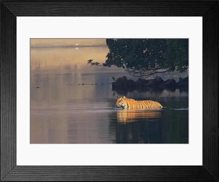 Framed Print : Royal Bengal Tiger swiming in the lake Rajbagh, Ranthambhor National Park, India Framed Print : Royal Bengal Tiger swiming in the lake Rajbagh, Ranthambhor National Park, India