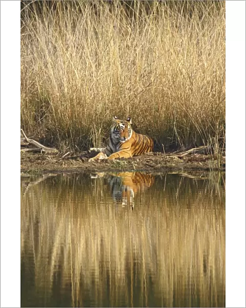 Royal Bengal Tiger sitting at the lake front, Ranthambhor National Park, India