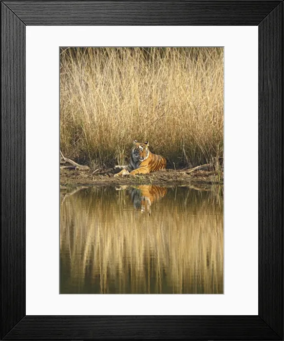 Framed Print : Royal Bengal Tiger sitting at the lake front, Ranthambhor National Park, India Framed Print : Royal Bengal Tiger sitting at the lake front, Ranthambhor National Park, India