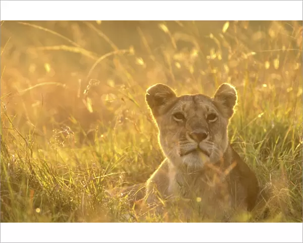 Lion - Female lying down in grass