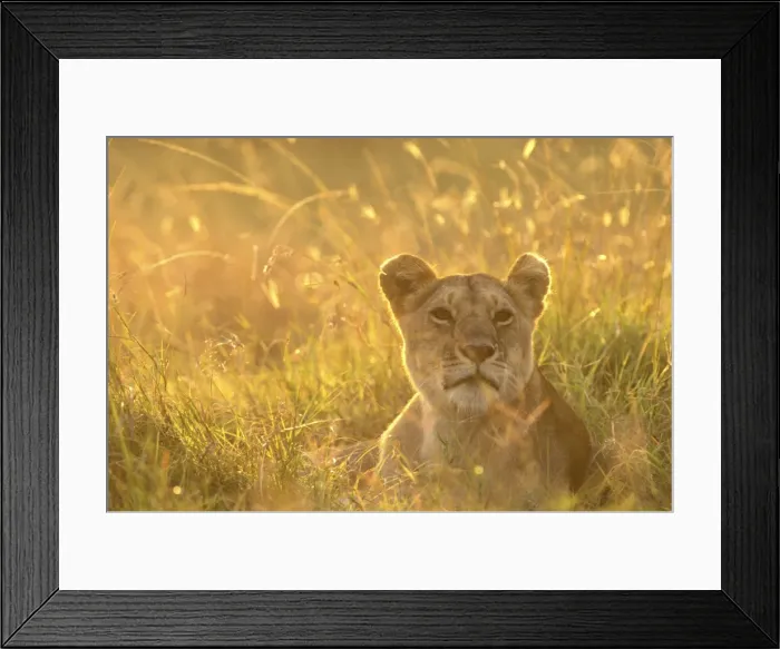 Framed Print : Lion - Female lying down in grass Framed Print : Lion - Female lying down in grass
