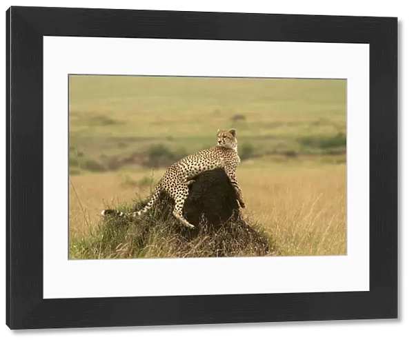 Cheetah - resting on mound. Maasai Mara - Kenya - Africa
