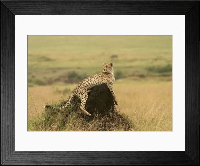 Framed Print : Cheetah - resting on mound. Maasai Mara - Kenya - Africa Framed Print : Cheetah - resting on mound. Maasai Mara - Kenya - Africa
