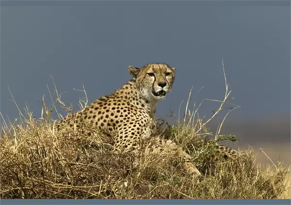 Cheetah TransMara, Maasai Mara, Kenya, Africa