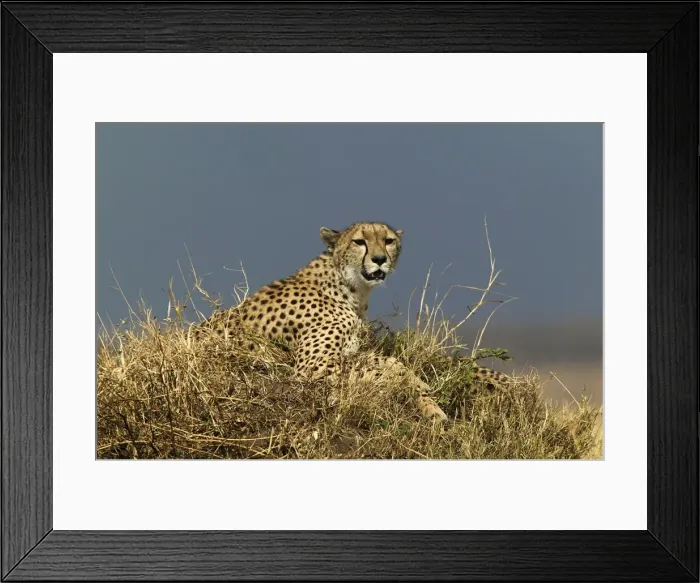 Framed Print : Cheetah TransMara, Maasai Mara, Kenya, Africa Framed Print : Cheetah TransMara, Maasai Mara, Kenya, Africa
