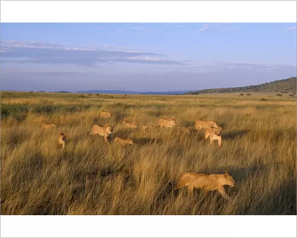 Lion - pride, females & cubs returning to territory from unsuccesful hunt. Serengeti National Park, Tanzania, Africa