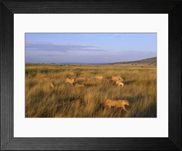 Framed Print : Lion - pride, females & cubs returning to territory from unsuccesful hunt. Serengeti National Park, Tanzania, Africa Framed Print : Lion - pride, females & cubs returning to territory from unsuccesful hunt. Serengeti National Park, Tanzania, Africa