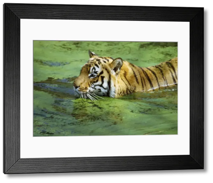 Framed Print : Indian Tiger Framed Print : Indian Tiger
