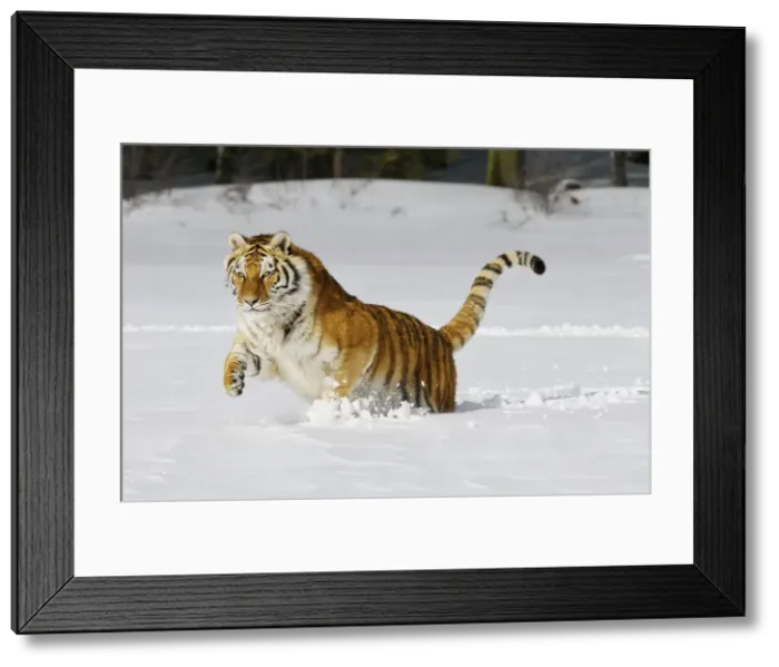 Framed Print : Siberian Tiger / Amur Tiger - in winter snow. C3A2169 Framed Print : Siberian Tiger / Amur Tiger - in winter snow. C3A2169