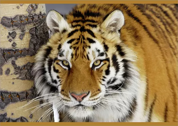 Siberian Tiger  /  Amur Tiger CXA1204