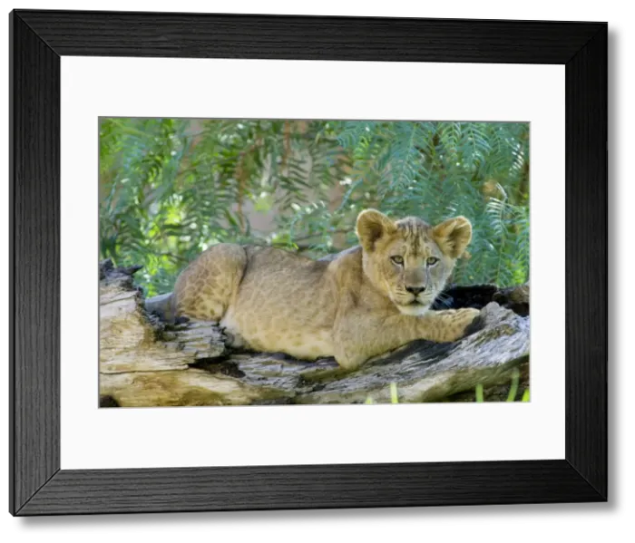 Framed Print : African Lion (Panthera leo) Framed Print : African Lion (Panthera leo)
