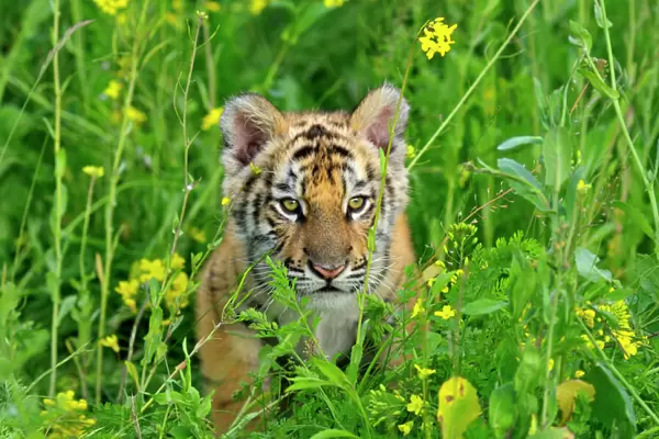 Bengal Tige - cub, Endangered Species