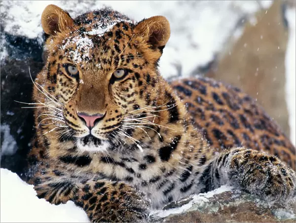 Amur Leopard - endangered species
