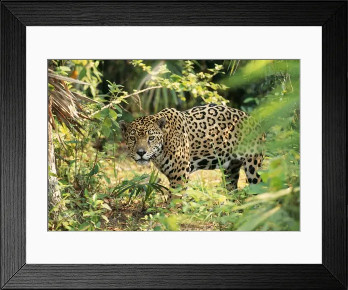 Framed Print : Jaguar Belize Framed Print : Jaguar Belize