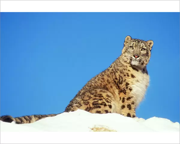 Snow Leopard Endangered species