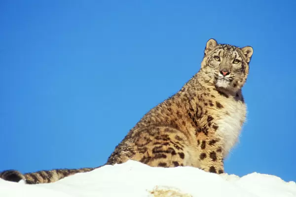 Snow Leopard Endangered species