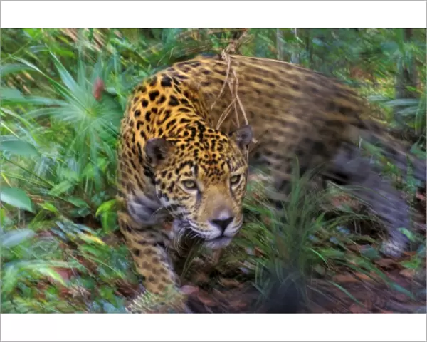 Jaguar in Central American tropical jungle. 2mr217