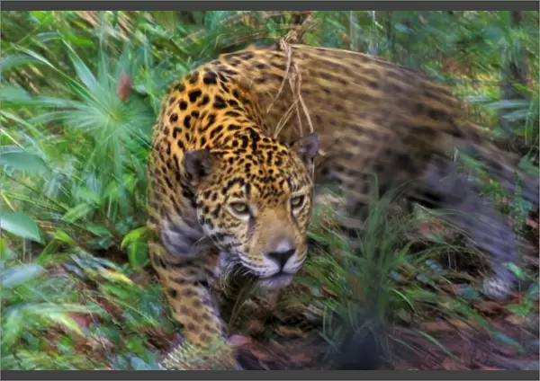 Jaguar in Central American tropical jungle. 2mr217