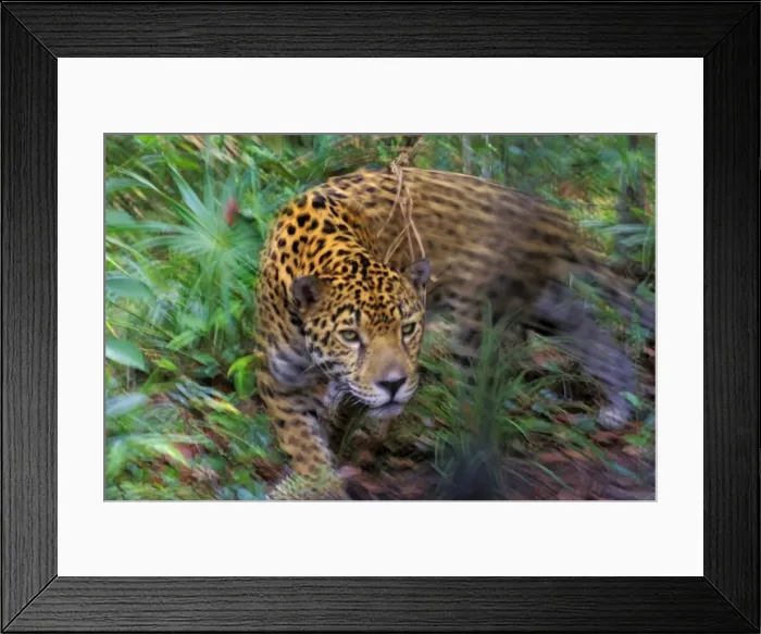 Framed Print : Jaguar in Central American tropical jungle. 2mr217 Framed Print : Jaguar in Central American tropical jungle. 2mr217