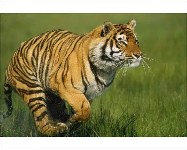 Tiger - running