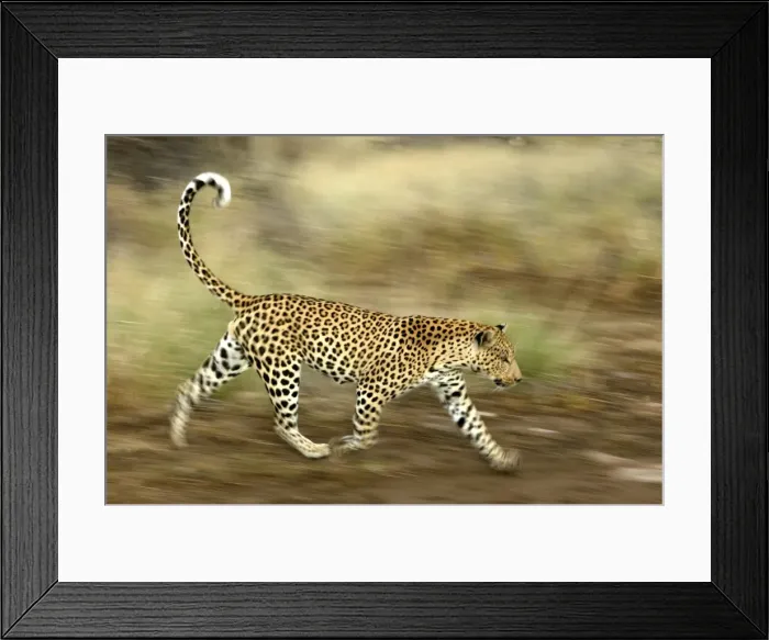 Framed Print : leopard, Namibia Framed Print : leopard, Namibia