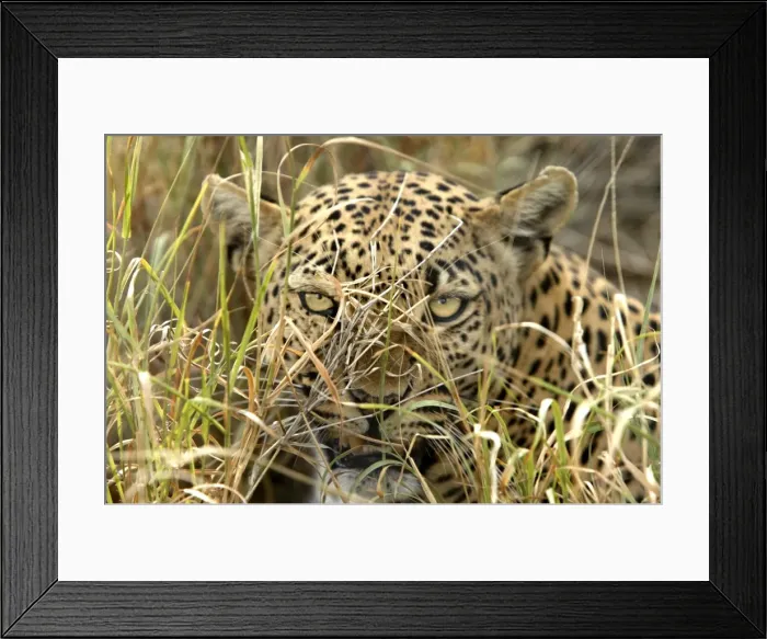 Framed Print : Leopard Namibia Framed Print : Leopard Namibia