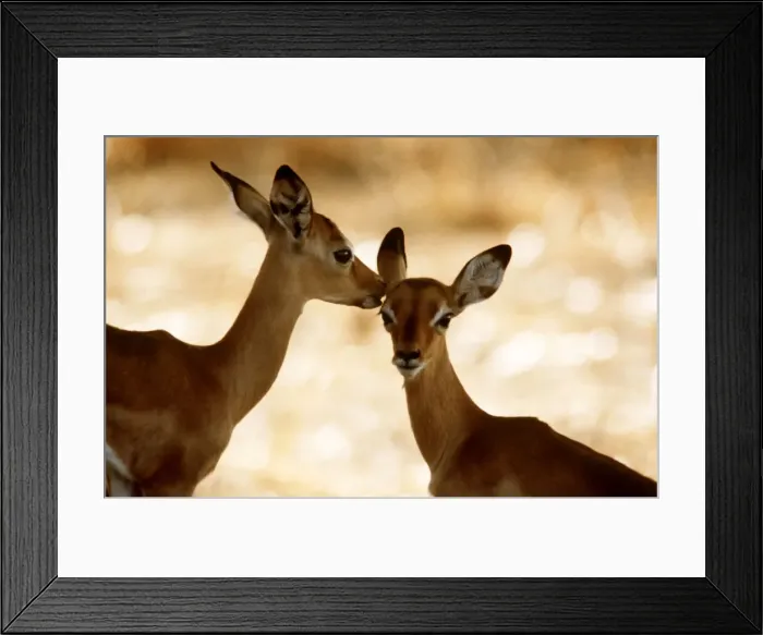 Framed Print : Impala Calves, Luangwa National Park, Zambia, Africa Framed Print : Impala Calves, Luangwa National Park, Zambia, Africa
