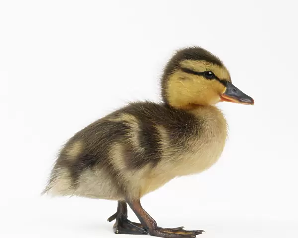 Mallard Duckling - one week