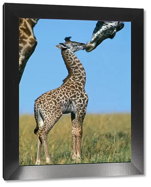 Reticulated Giraffe - adult with young