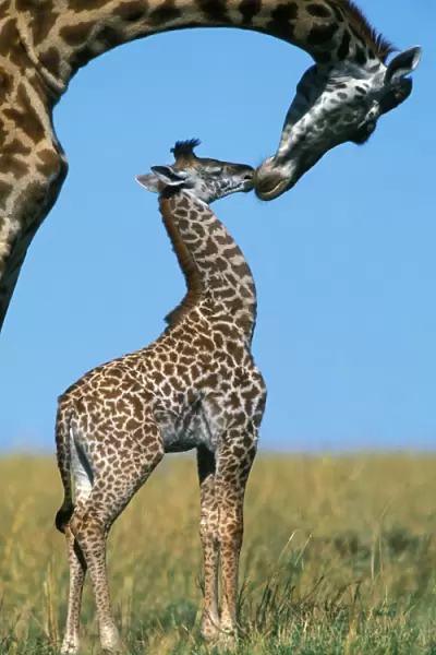 Reticulated Giraffe - adult with young