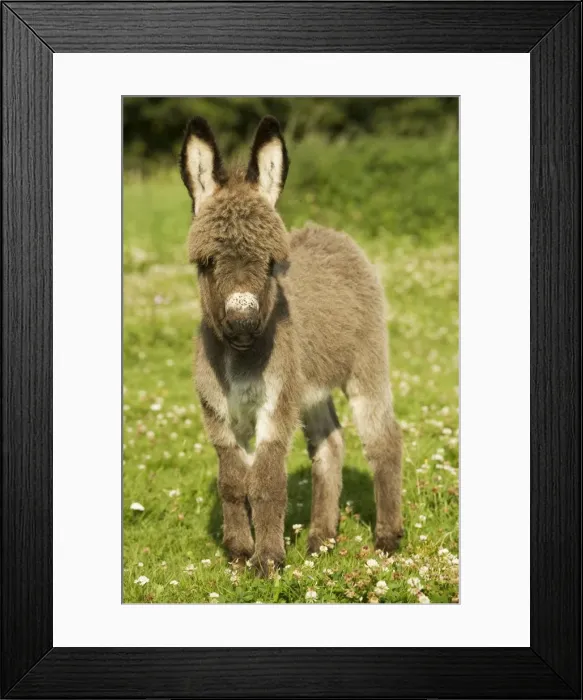 Framed Print : Donkey - foal in meadow Framed Print : Donkey - foal in meadow