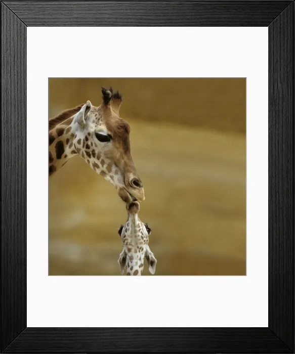 Framed Print : Giraffe Kissing young Giraffe Framed Print : Giraffe Kissing young Giraffe