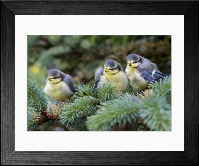 Framed Print : Blue tit - three chicks in pine tree Framed Print : Blue tit - three chicks in pine tree