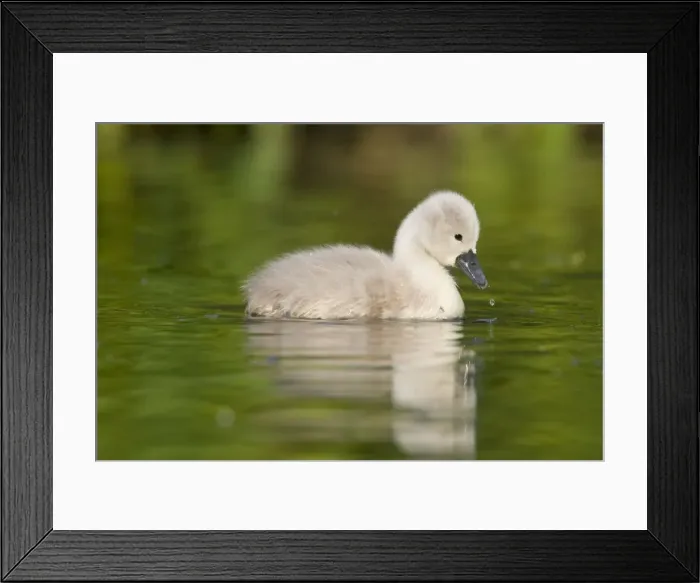 Framed Print : Mute Swan Cygnet Cleveland. UK Framed Print : Mute Swan Cygnet Cleveland. UK