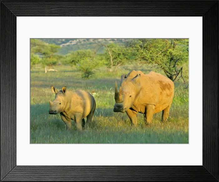 Framed Print : White Rhinoceros female and young in savanna Namibia, Africa Framed Print : White Rhinoceros female and young in savanna Namibia, Africa